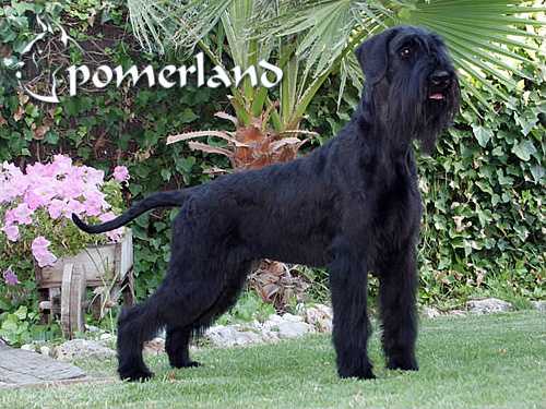 Daisy De Pomerland | Giant Schnauzer 