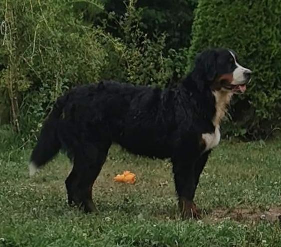 Agatha Christie de Terrae Siculorum | Bernese Mountain Dog 