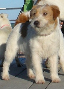 Lantaka Jack Joy | Jack Russell Terrier 