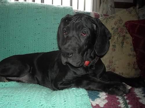 Chloe's Last Hurrah Camillia | Great Dane 