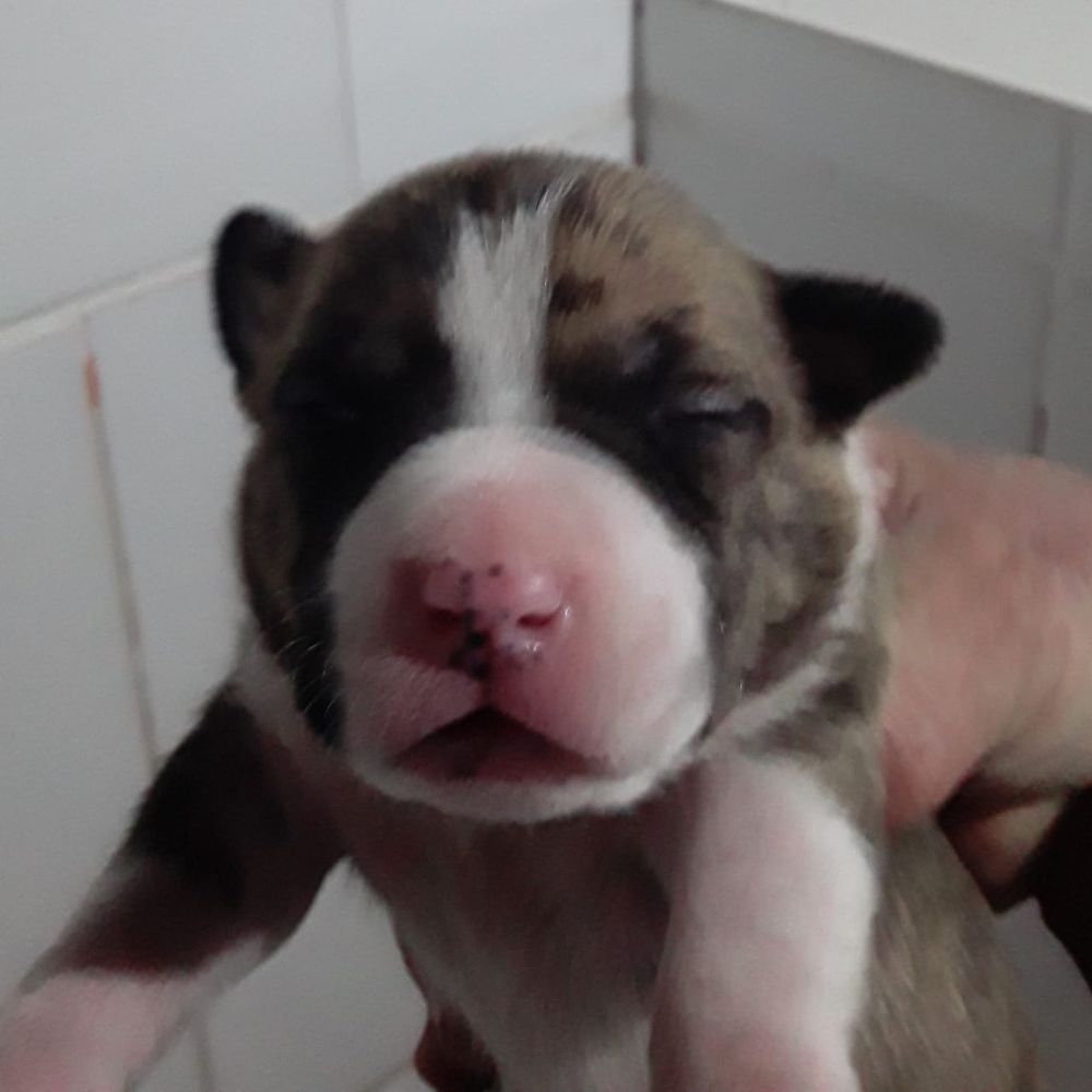 Brazilian Black Belt Doc Holliday | American Staffordshire Terrier 