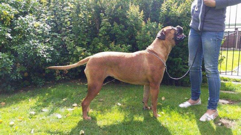 Staxonoby Diamond Princess | Bullmastiff 