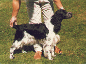 Inu-Goya Royal Ballet | English Springer Spaniel 