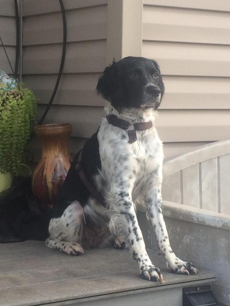 Isabelle's Belle Starr | Brittany 