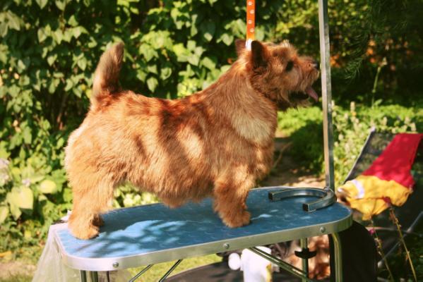 Scandvik Cream Puff | Norwich Terrier 