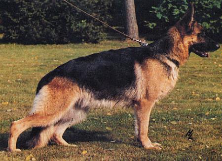 Margit di Casa Britta | German Shepherd Dog 