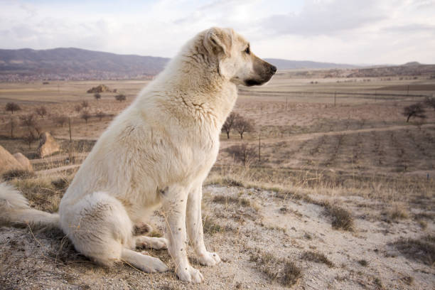 Anatolian Shepherd