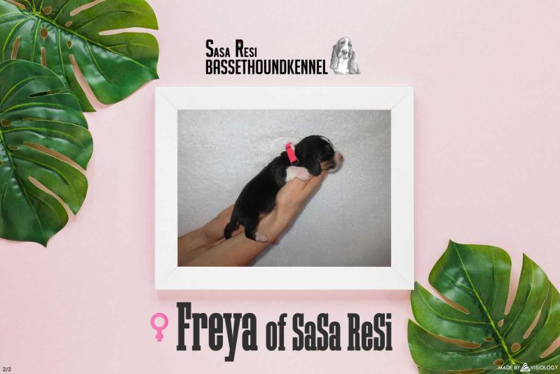 Freya of Sasa Resi | Basset Hound 