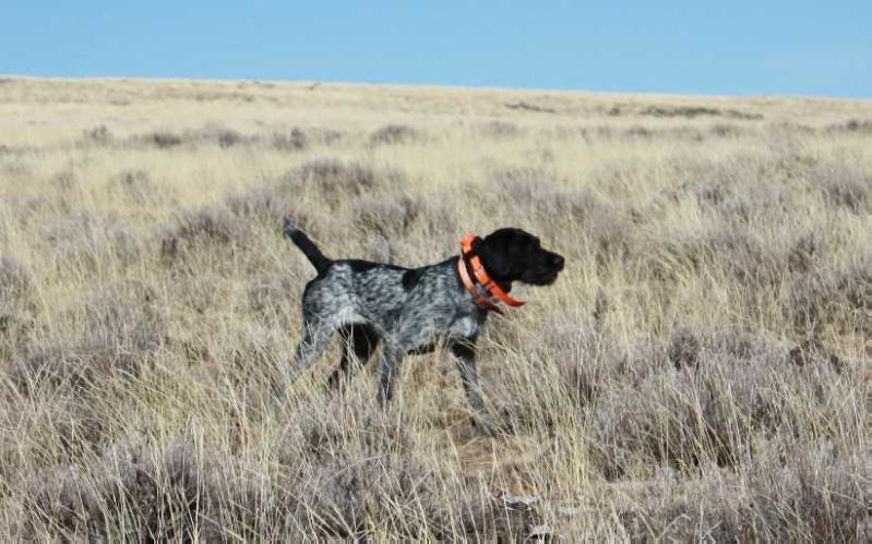 BONE POINT'S GABBY | German Wirehaired Pointer 