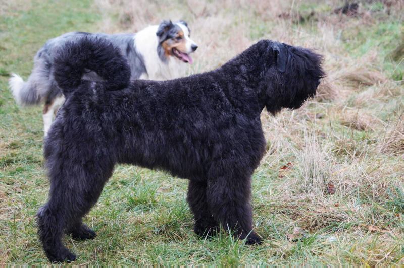 Argentina-Wizzle Ryzmburk | Bouvier des Flandres 