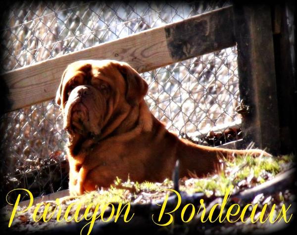 Paragon´s Stroker | Dogue de Bordeaux 
