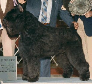 Quiche's Ivanhoe | Bouvier des Flandres 