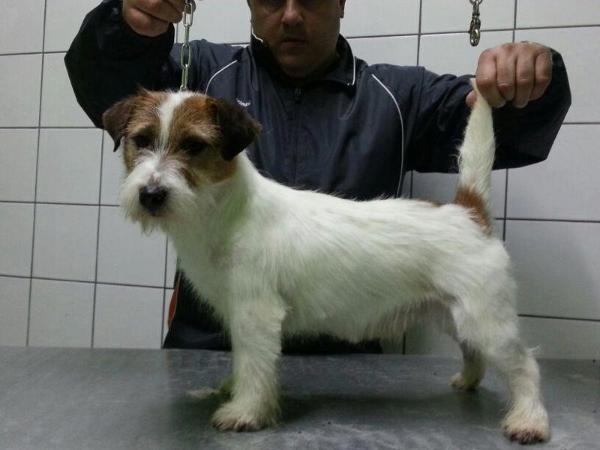 Dune rosse | Jack Russell Terrier 