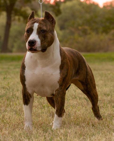 Karma's Beautiful Dangerous | American Staffordshire Terrier 