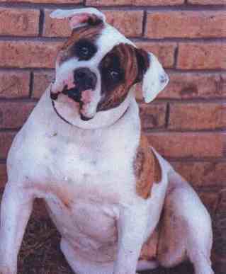 BlackWell's Black Eyed Susan | Olde English Bulldogge 