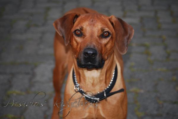 Presidio's Norby vom Ottensteiner Land | Rhodesian Ridgeback 