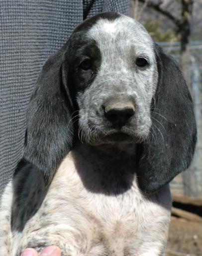 Scout | Bluetick Coonhound 