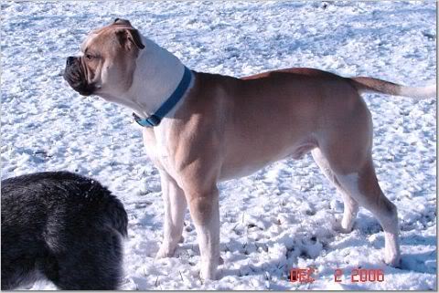Durbin's Brewster | American Bulldog 