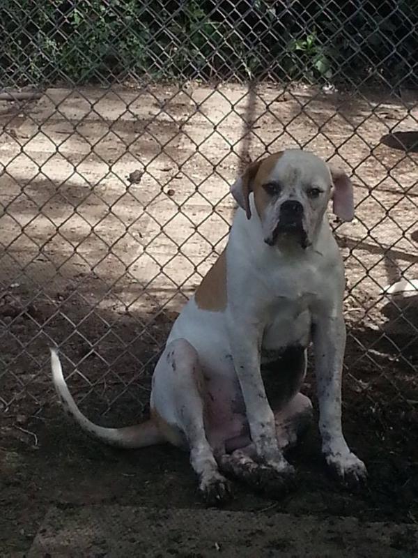 Holloway's Machine Bruiser | American Bulldog 
