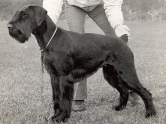 Galax Röja | Giant Schnauzer 