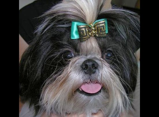 Enchanting Town Star Of Cobblestone | Shih Tzu 