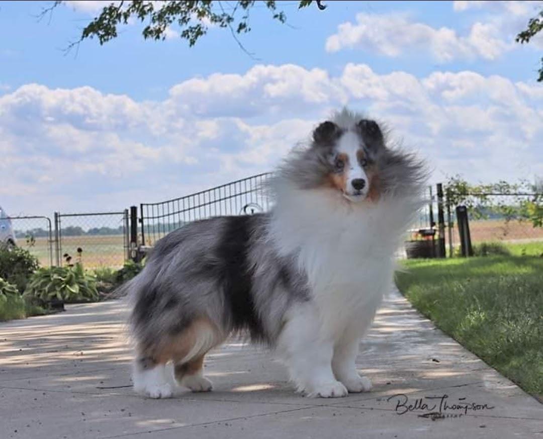 Belmark Alaska Shakeout | Shetland Sheepdog 