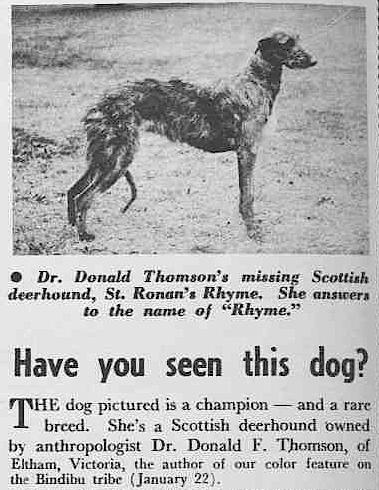 St. Ronan's Rhyme (Austrailia] | Scottish Deerhound 