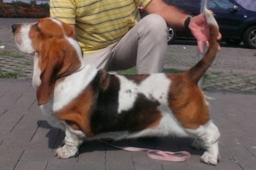 Queen of Cameloth | Basset Hound 