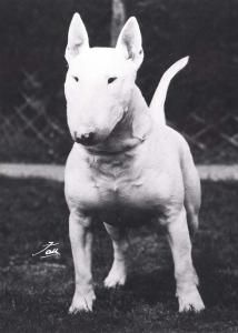 Jobrulu Jacobinia | Bull Terrier 