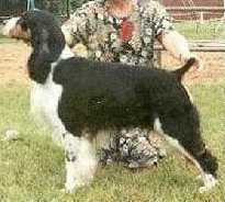 Snowspring Goldfinger | English Springer Spaniel 