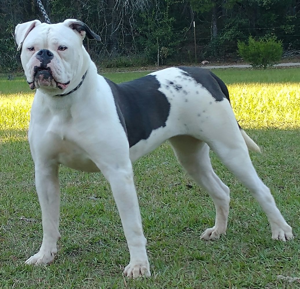 Triumphant Journey Of Jubilee | American Bulldog 