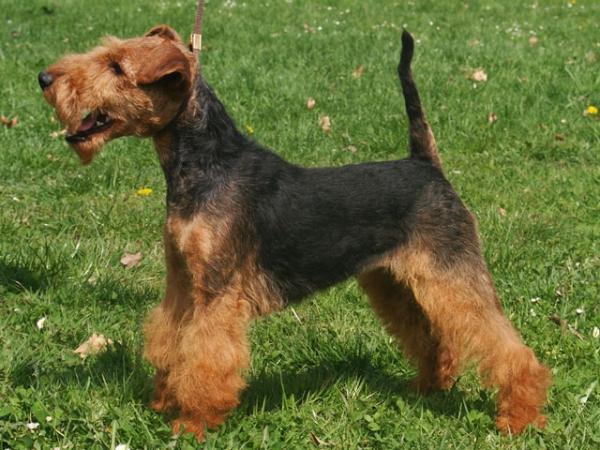 Yackie Star Franke | Welsh Terrier 