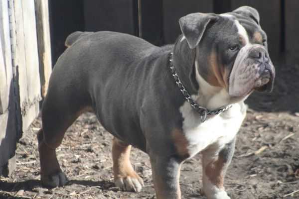 Macmillan's Rondo | Olde English Bulldogge 