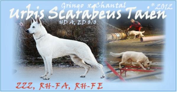 Urbis Scarabeus Taien | White Swiss Shepherd Dog 