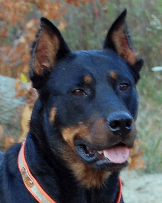 Gigi Bebe De Robinett | Beauceron 