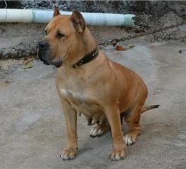 Bony de Canchas Mahan | Perro de Presa Canario 