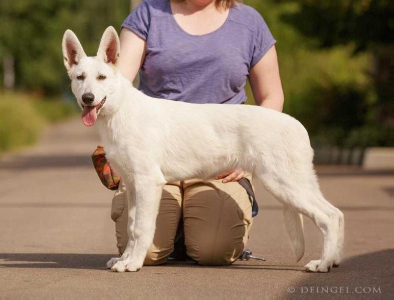 Rus Pride Minni Mous | White Swiss Shepherd Dog 