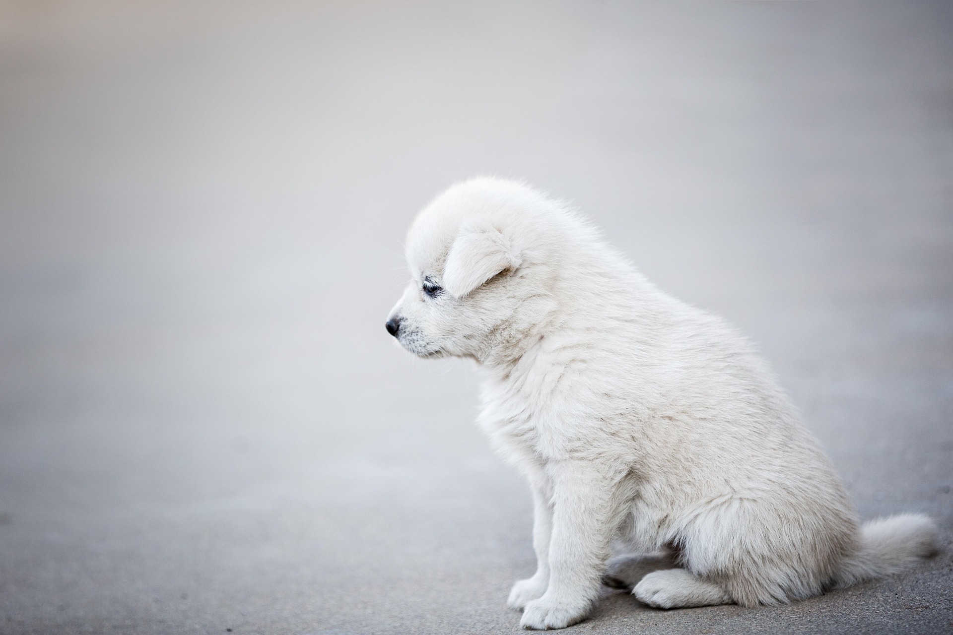 Sad little white puppy