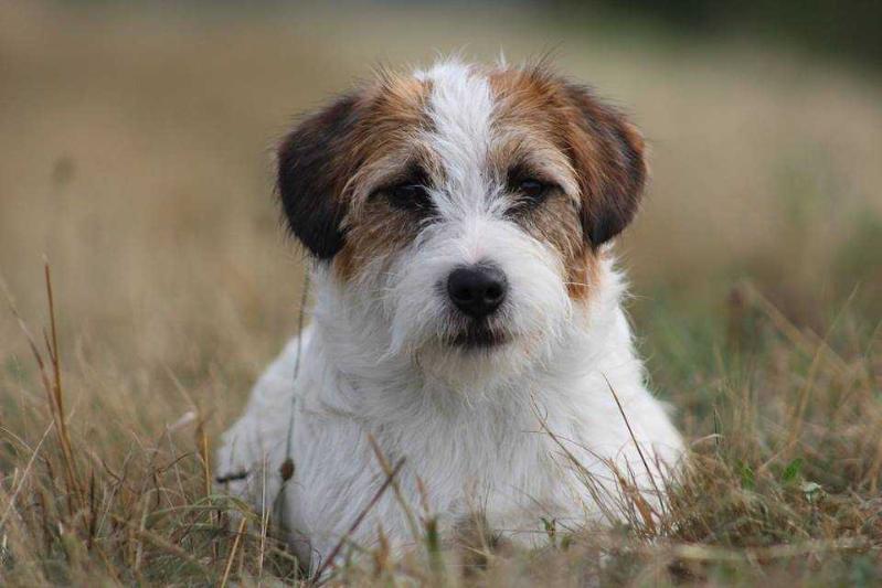 Izzie Lola Bohemian Touch | Jack Russell Terrier 