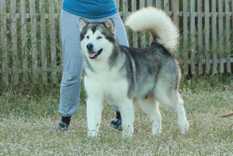 Cijara Nisunin | Alaskan Malamute 