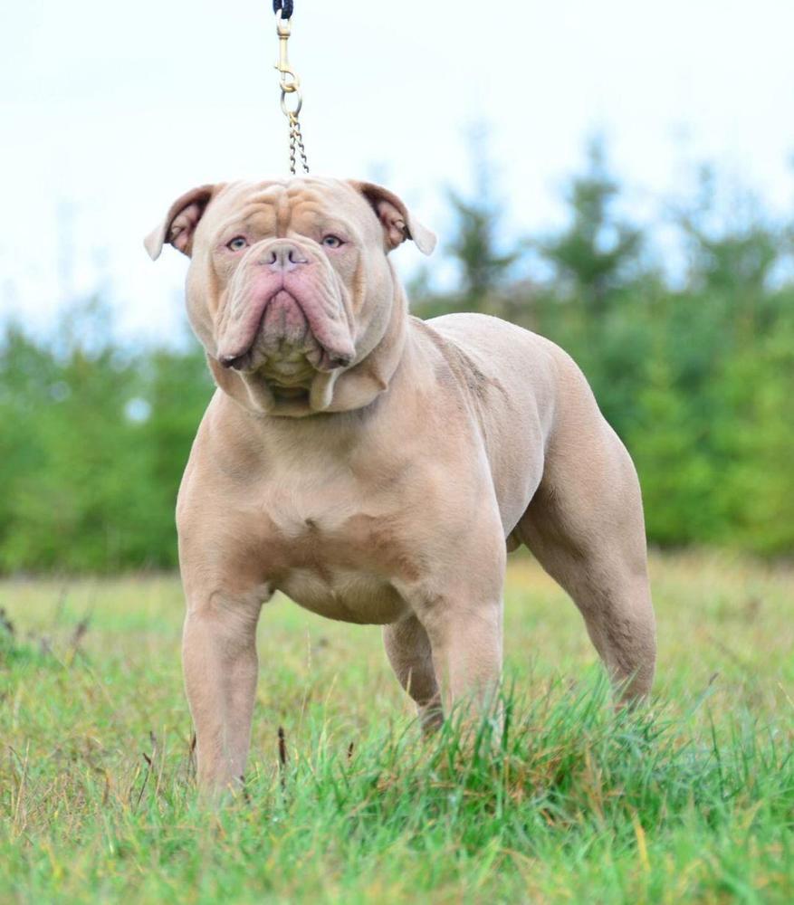 Exclusive Bulldogs Indi | Olde English Bulldogge 