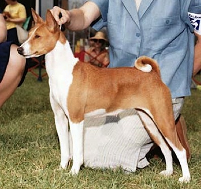 Akuaba's Sunday Best O'Changa | Basenji 