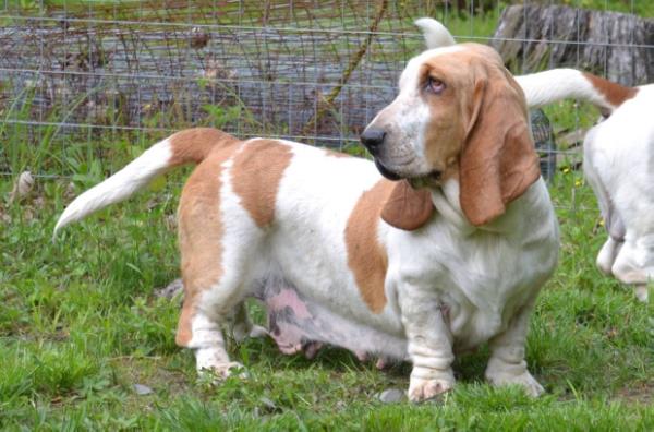 Minnie Mouse Minster | Basset Hound 