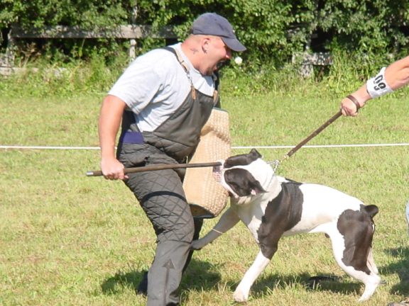 Tuff n Uff Badger(AB) | Olde English Bulldogge 