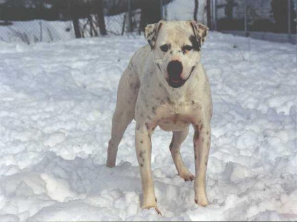 True Grit Gemstone | American Bulldog 