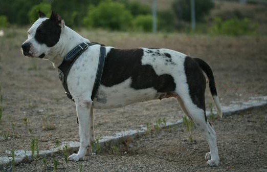 thunder bully mai tai | American Staffordshire Terrier 