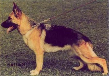 Susi vom Lechtal | German Shepherd Dog 