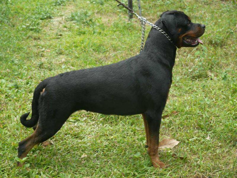 Emma of Butcher Dogs | Rottweiler 