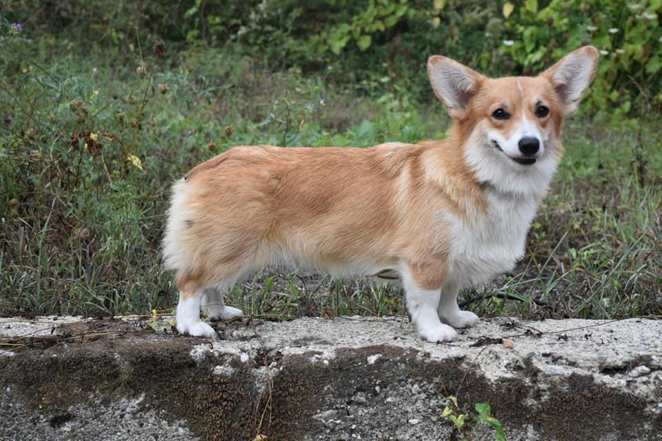 Premium Light Atamansha | Pembroke Welsh Corgi 