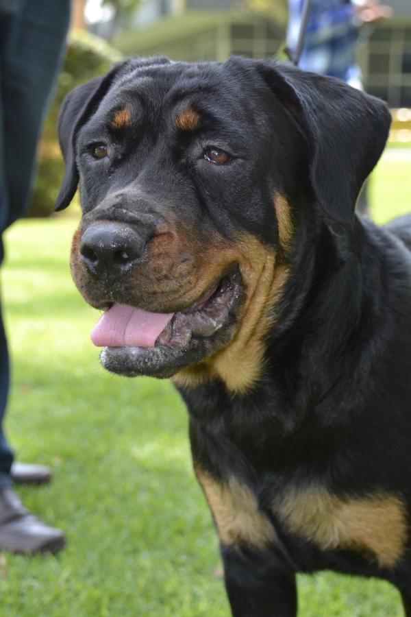 Liebe Von Haus Fernandez | Rottweiler 
